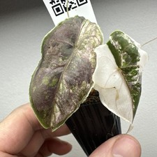 Alocasia Azlanii Variegata albo pink - Very rare variegated Plant 03AAV20