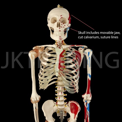 Human Skeleton Anatomical Model up to 180cm Medical Anatomy w/ or w/o MUSCLES - Picture 31 of 97