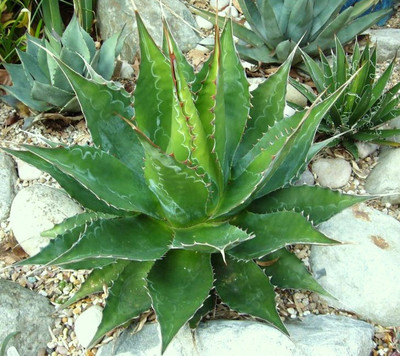 AGAVE MONTANA, rare succulent hardy century plant exotic garden seed -15  SEEDS | eBay