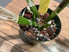 Blc. Cherry Suisse `Emily' FCC/AOS Cattleya Orchid Plant — photo 3