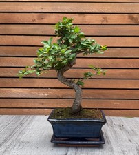chinese elm bonsai tree in blue ceramic pot with drip