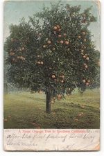 1906 A Naval Orange Tree in Southern California VTG Postcard TM2.