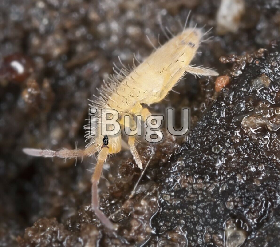BLOWOUT SALE - 400+ Pink Tropical Springtails - Cleaner Crew - Same Day Shipping