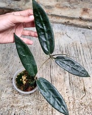 Hoya Stenakei Sp Papua Free Phytosanitary Ship DHL Express