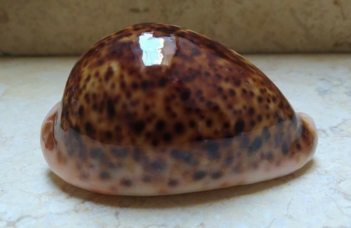 F Cypraea pantherina SCHÖNE ROTE FARBE red sea super natur glänzend 91,5mm F+++ - Bild 8 von 12
