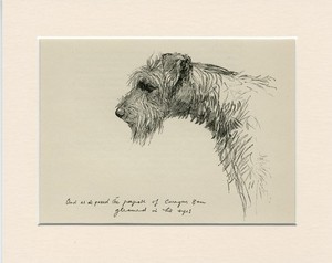 KERRY BLUE TERRIER VINTAGE 1939 RARE DOG ART PRINT by ARTIST K F BARKER