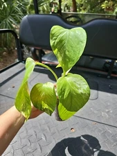 Marble Queen Pothos  Live Devils Ivy Vine Well Rooted Starter Plant