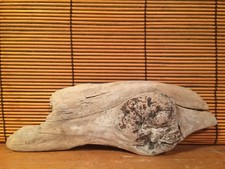 Beautiful 8" DRIFTWOOD Art Terrarium Taxidermy Air Plant Beach Macrame DECOR