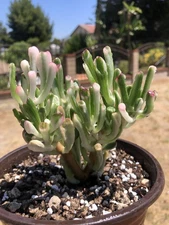 Crassula Ovata Gollum Variegated, Imported from Korea