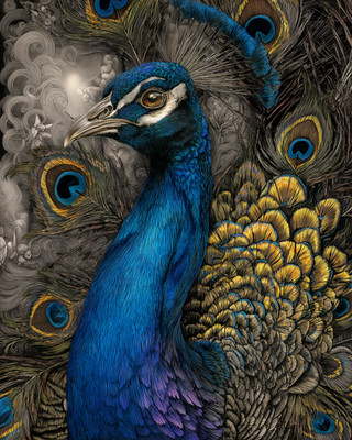 8x10 Peacock, close portrait, feather fan, painterly, blue head - 686203703