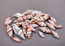 Assorted Miter Shell Mix Orange Brown approx. third cup +/-25 shells 1+ inches