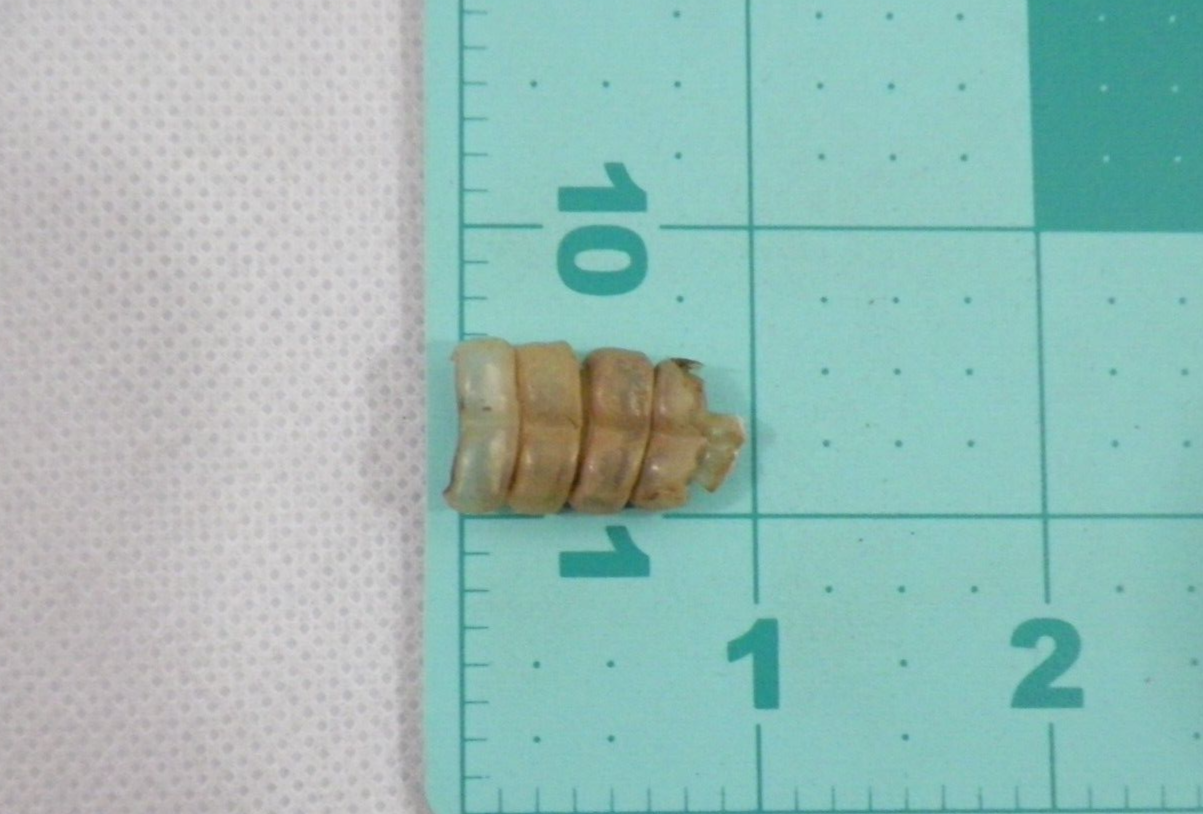 Rattlesnake Rattle (1116) Snake Tail Guitar Good Luck Charm, Crafts