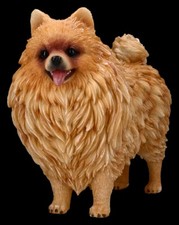 Decorazione Cani Figura Pomerania – Statua - Züchter Cucciolo Regalo - H 20