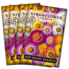 - Tall Mixed Strawflower Seeds - Non-GMO Heirloom Packet with Instructions 4