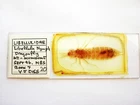 Vintage  Microscope  Slide.  Nymph of Dragonfly by V.J.Diss