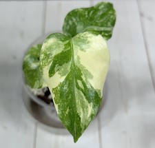 Variegated Monstera Deliciosa Creme Brulee Starter