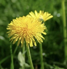 250++ Dandelion Seeds - Taraxacum officinale Seeds - Medicinal and Edible Herb