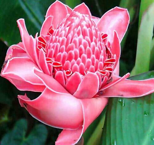 Jocadew Etlingera elatior Pink,Torch Ginger,Combrang,Wax Flower
