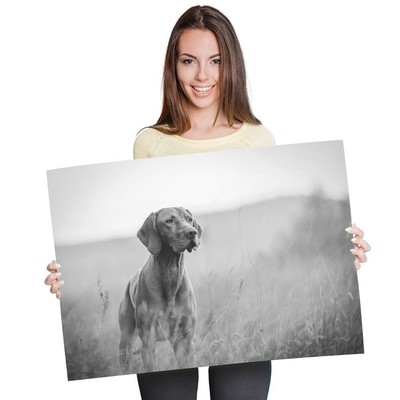A1 - Ungarischer Zeiger Vizsla Hund 60 x 90 cm 180 g/m² Druck BW #35324
