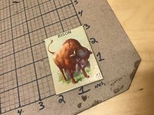 circa 1940's Original Vintage Paper on board Animal card 2x3 -- BISON