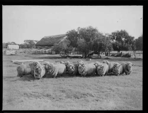 Willandra Sheep Stud with two year old special stud rams in pa - 1930s Old Photo - Picture 1 of 1