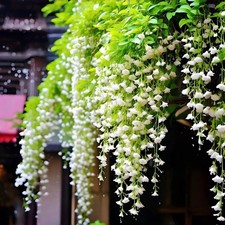 Weeping Jasmine Seeds 300 PCS   Fragrant Cascading White Flowers, Climbing  ...
