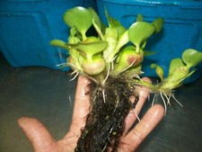 12, HELEN'S 12" THICK ROOTS WATER,HYACINTH,POND,PLANTS,100 ,ORG.GROWN,PA OOO5DL