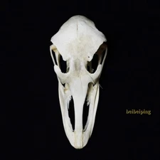 1 Pcs Ostrich Skull Natural Animal Bone Collectable Animal Educational Specimens
