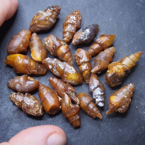 20 Stück Gastropoden transparent Fossil Chalcedon Mineral Achat Jura 37