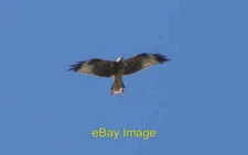 Photo 6x4 Red Kite (Milvus milvus), Lemore Manor, Eardisley  Field An adu c2014