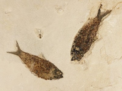TWO! Larger 50 Million Year Old FISH Fossils on Big Matrix From Wyoming 1775gr