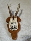 Roe Deer Antler Mount November 28, 1959 From Norway