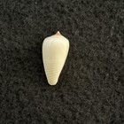 Conus Parius 31mm Selten