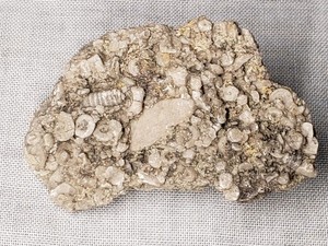 Crinoid Death Hash Plate Conglomerate Matrix Fossil 2"