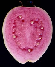 Psidium guajava cv PINK PANTHER (pink fruits) 60-80cm -  - guajava (guava tree)