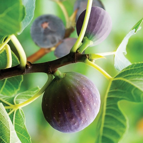 Obstbaum, Feigenbrauner Truthahn, winterhart & süß, kompakt, 9 cm im Topf, pflegeleicht