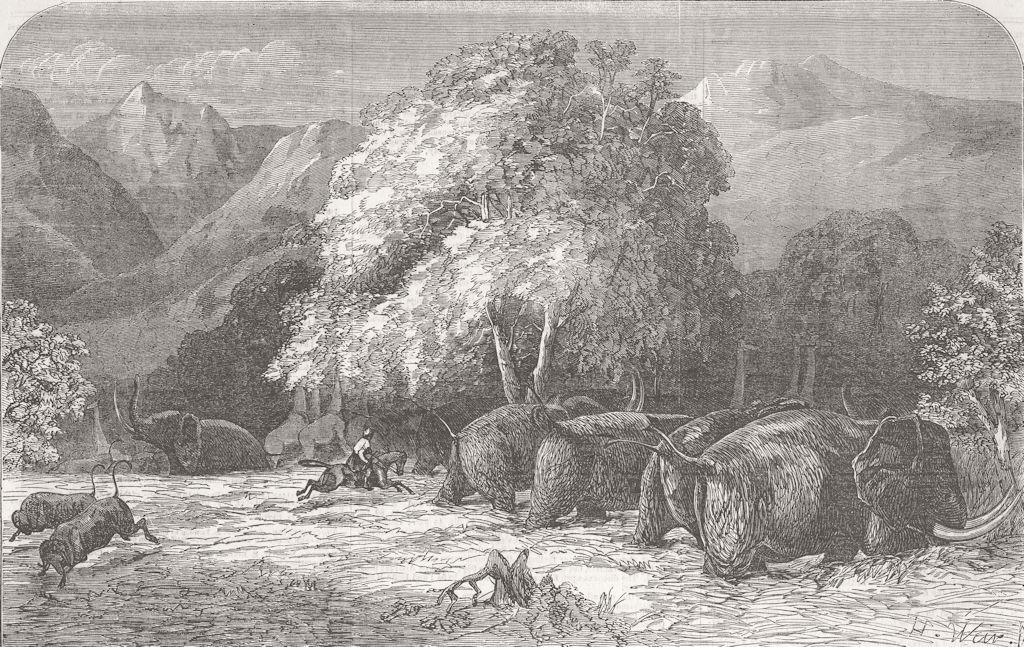 ELEPHANTS. Shooting from the saddle 1855 old antique vintage print picture