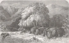 ELEPHANTS. Shooting from the saddle 1855 old antique vintage print picture