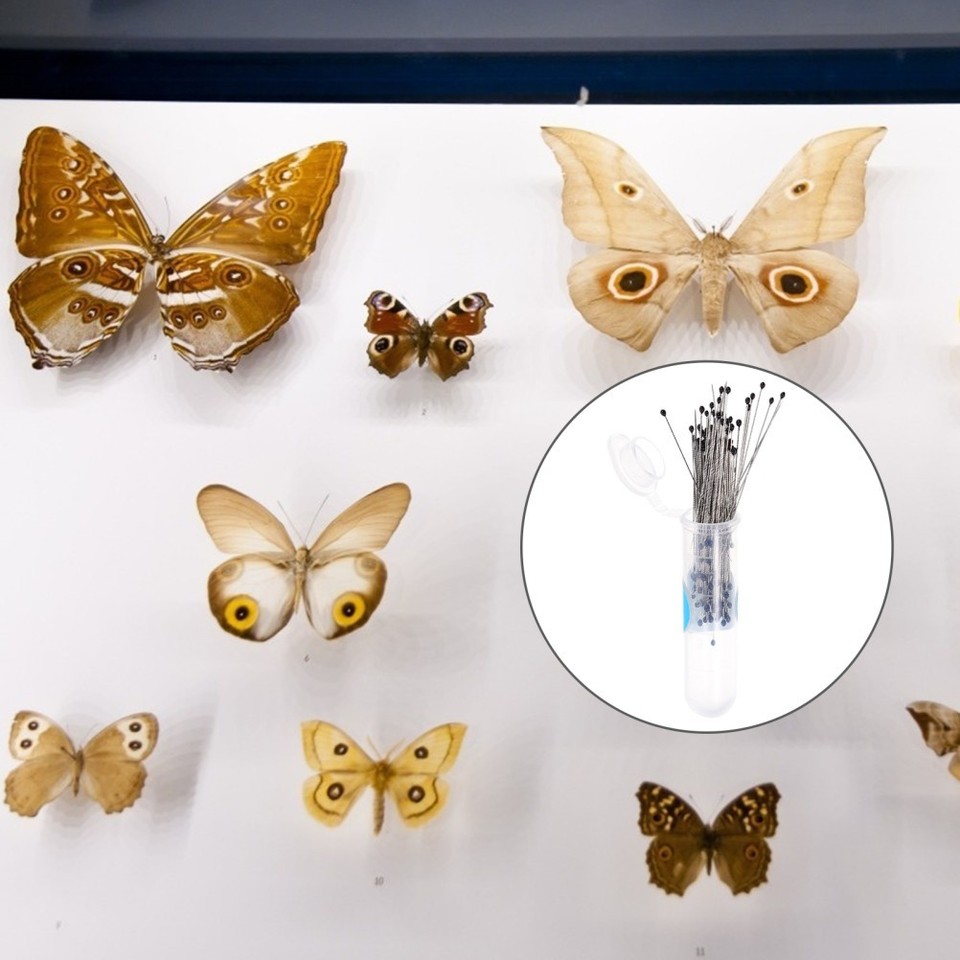 200 Pcs Stainless Steel Specimen Pin Insect Needle Entomology Tools ...