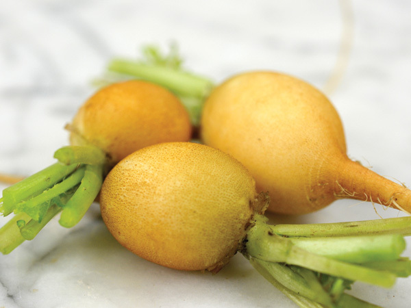 RADISH ZLATA YELLOW  12 GRAM ~ APPROX 1020 FINEST SEEDS