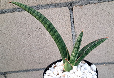 Sansevieria Ballyi Lav 7537 Plant Houseplant Succulent