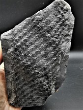 Lepidodendron aculeatum - fossile Pflanze aus Karbon