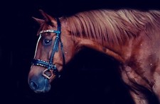 Double Broken D Trens Bit Horse