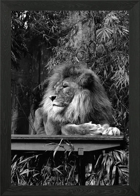 Löwe auf Holzstruktur gerahmtes Wandbild Poster Leinwandbild Bild