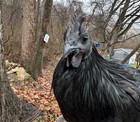 3 Ayam Cemani Hatching Chicken Eggs, Black skin and bones — photo 3