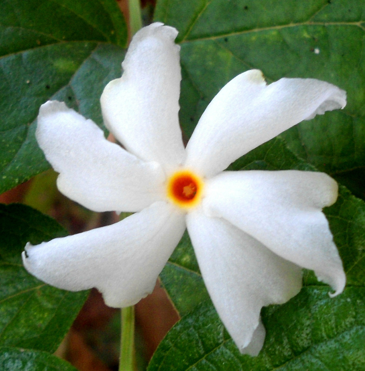 Parijata Flower Images Best Flower Site