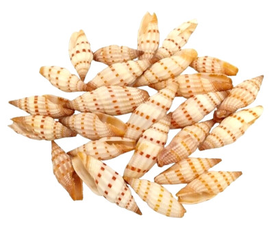 Rare Vintage Mitre Snail Shell Specimen Vexillum sanguisuga - 25pcs 1/2'' to 1'' L