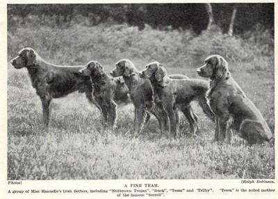 Irish Setter ''Champions'' - 1934 Vintage Dog Art ''Photo'' Print - CUSTOM MATTED
