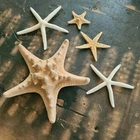 Natural Real STARFISH Star Fish Beach Shell Craft/Resin Art/Terrarium/Beach Deco