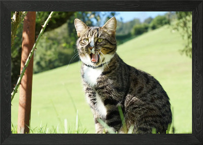 Glückliche Katze gerahmtes Wandbild Poster Leinwanddruck Bild